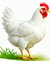 Hen